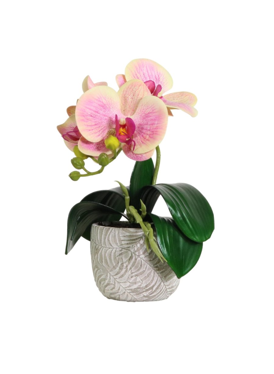 Mini Phalaenopsis Arrangement